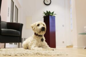 Bürohund "Bella" der Kanzlei Kerner